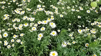 I spy on my neighbor masturbating in the daisies - Girls fly orgasm