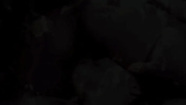 Vintage Taboo, Pussy & Pooch