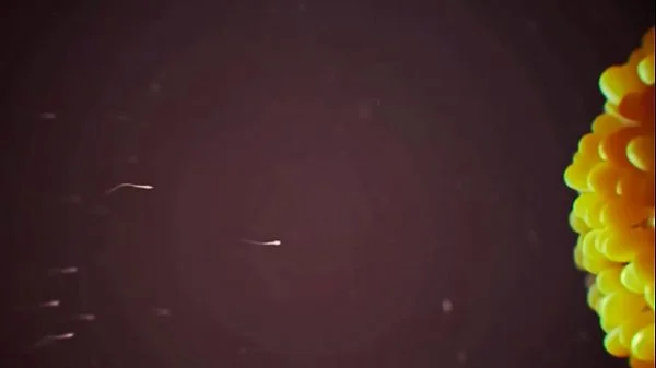 B is for Black Breeding - Porno Music Compilation