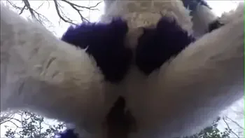 Fursuit Couple Mating in Woods