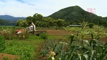 NPL384-DFTXIDLVBN694782219