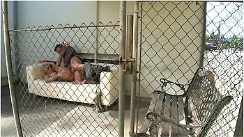 Dane Cross And Antonia Deona In Gets That Pierced Pussy Pounded By Her Lucky Dude