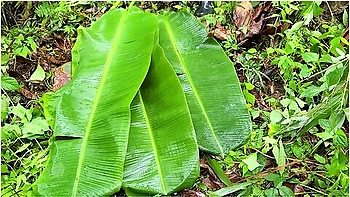 Pinay Pinatuwad Sa Sagingan (beautiful Forest Area) - Miss Banana