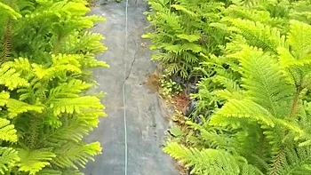 Husband Wife Full Deshi Sexy Videos